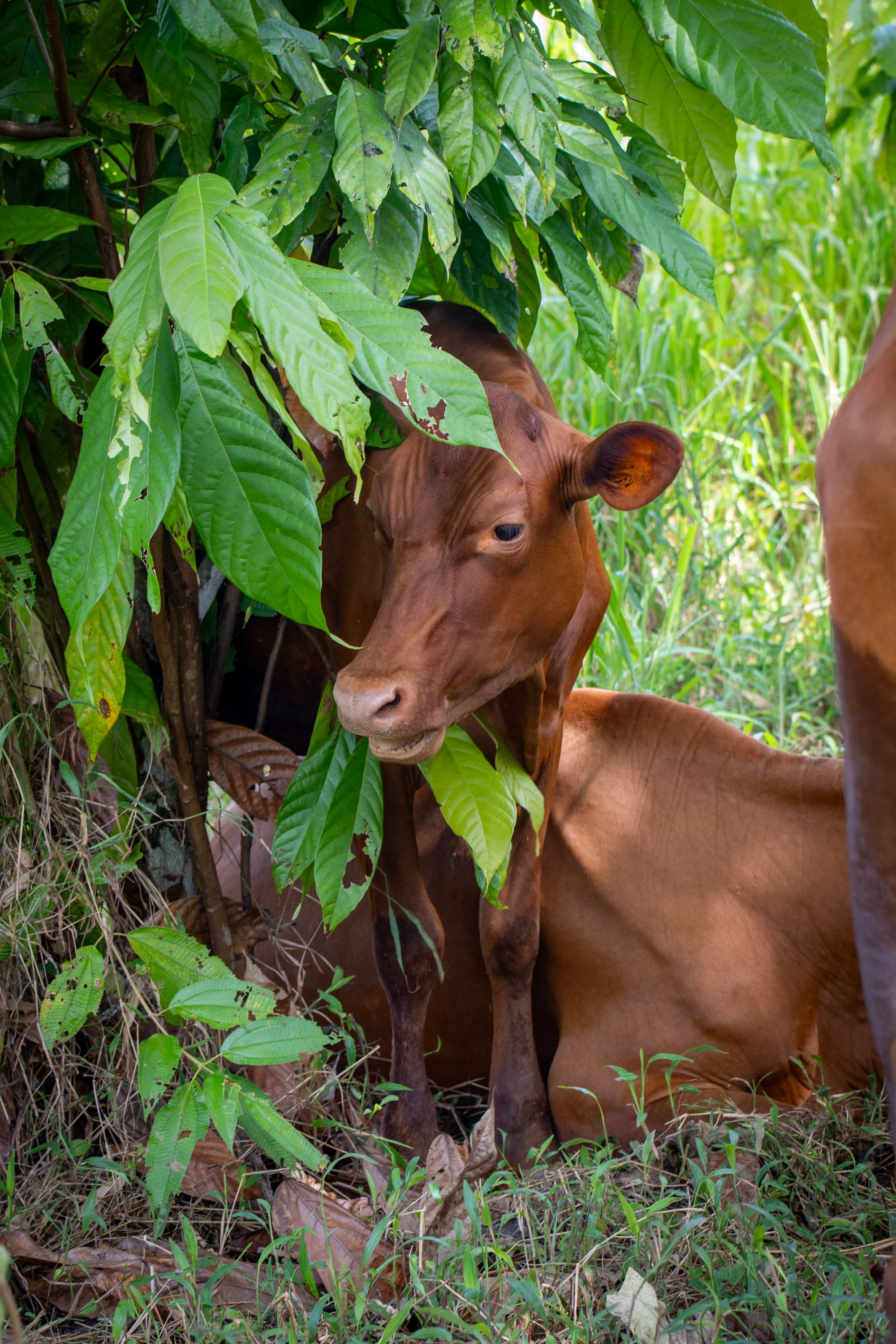 Organic from the Ground Up: Maleku Estate’s Defense Against Global Cacao Threats and EU Organic Standards
